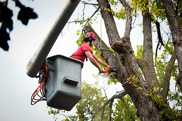 The Steps Involved in Our Tree Care Process in Ferron, UT